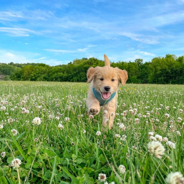 Our Future Pet Date