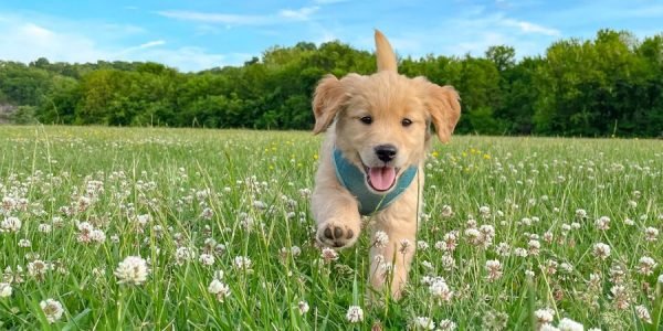 dog flower ldrdate